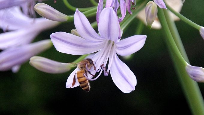 agapanthus-plant-and-bee.jpg