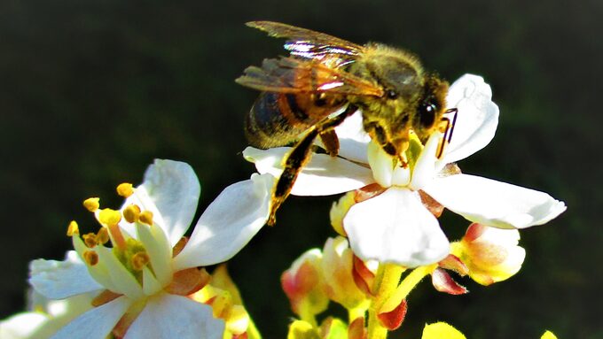 abeille 6.jpg
